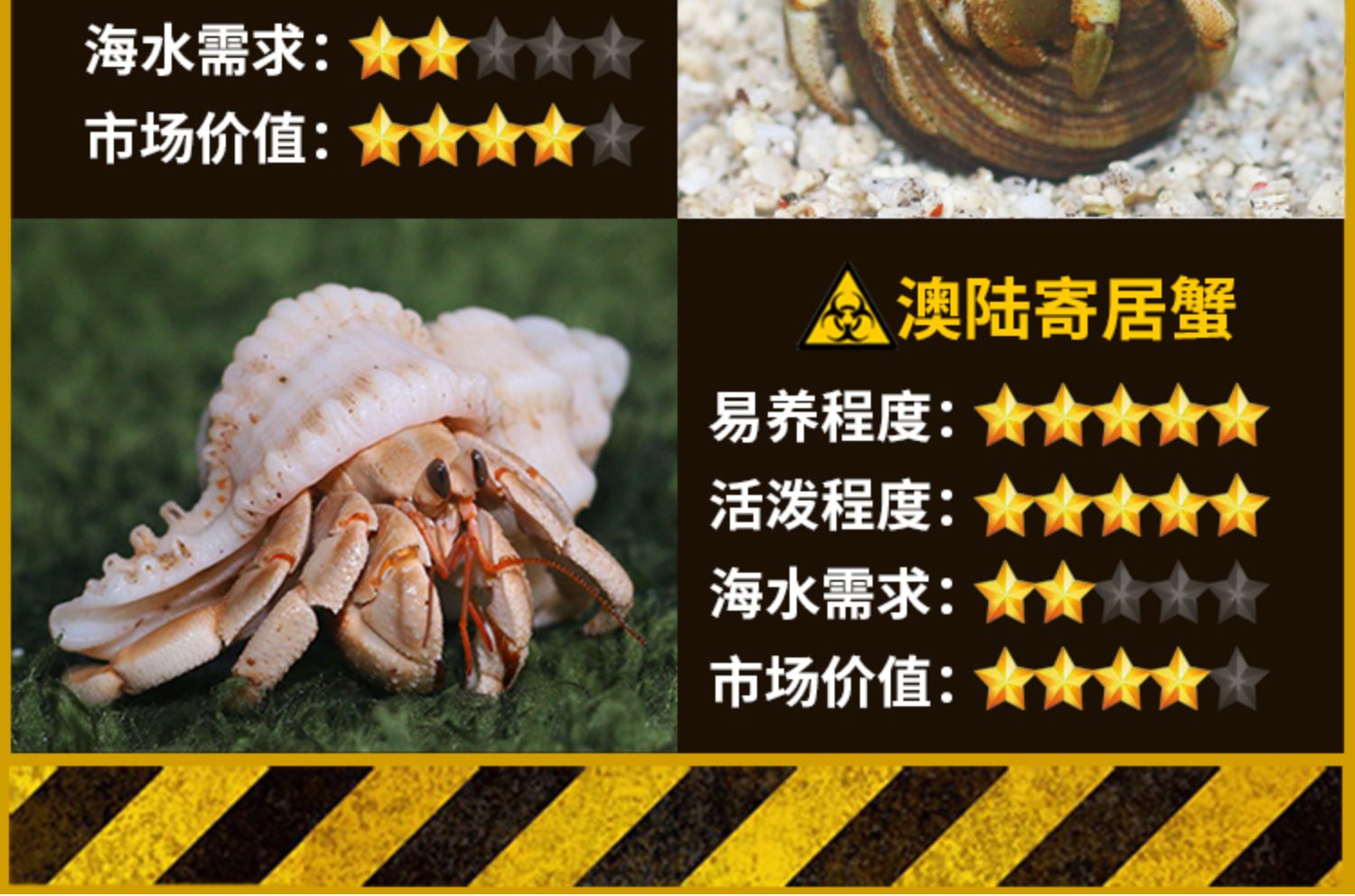 宠物陆寄居蟹草莓灰白短腕深紫陆凹足陆生蟹淡水宠物lila淡紫西伯
