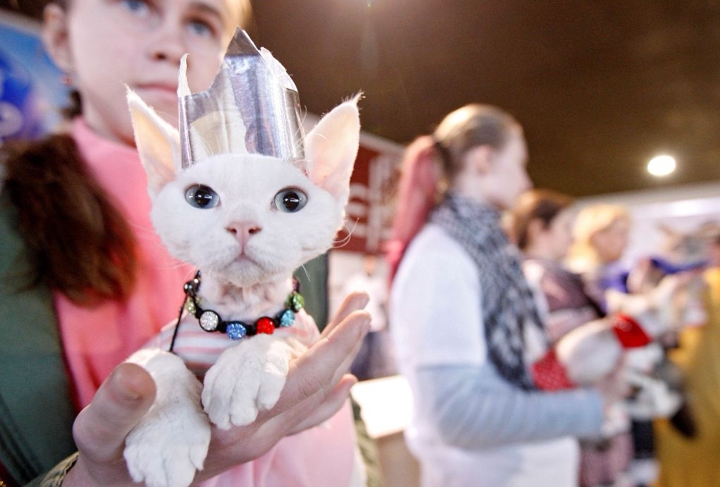 猫咪也办展会,漂亮猫咪齐齐亮相