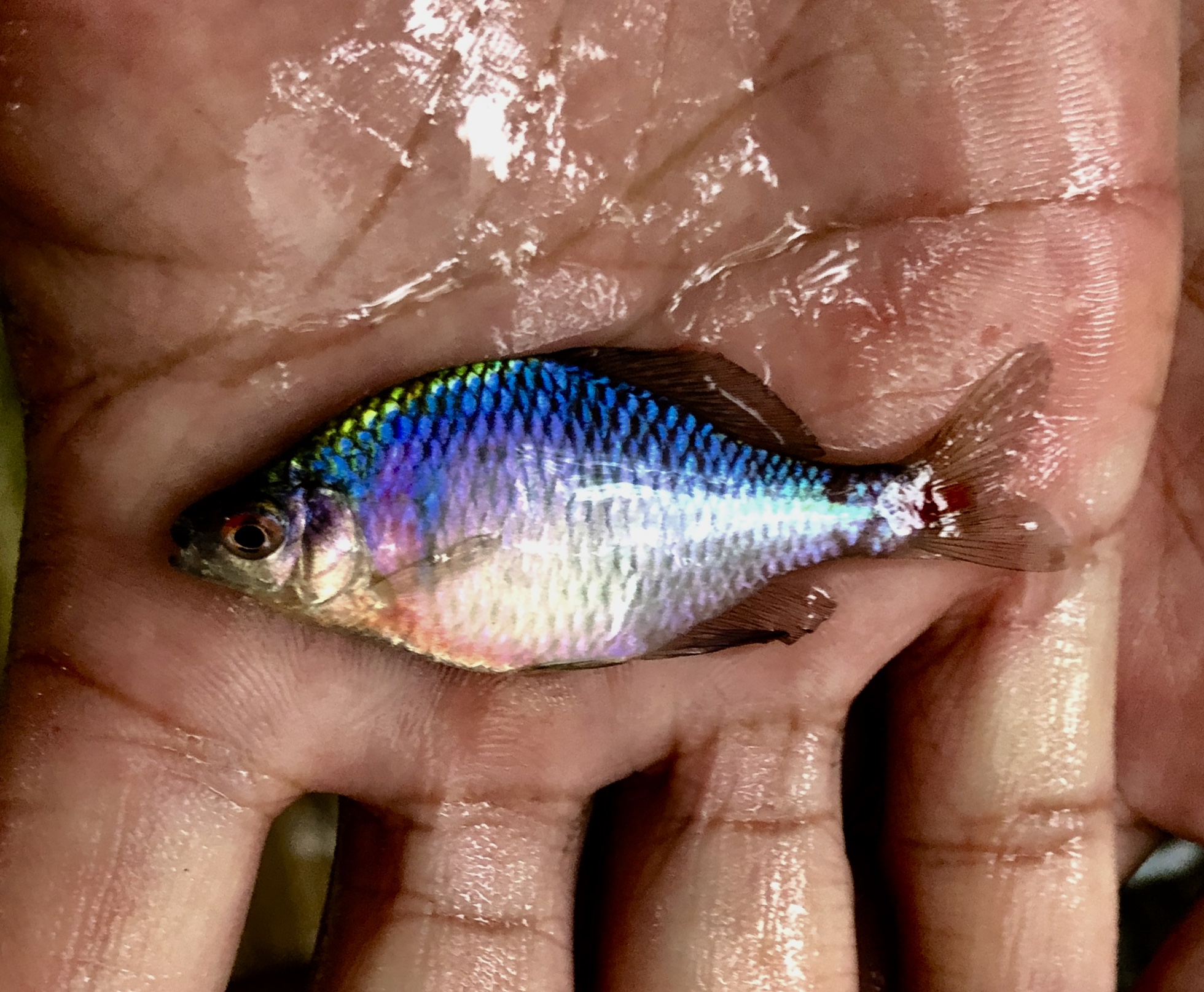 新款高体鳑鲏冷水鱼除藻观赏鱼活体水族原生鱼群游小型淡水