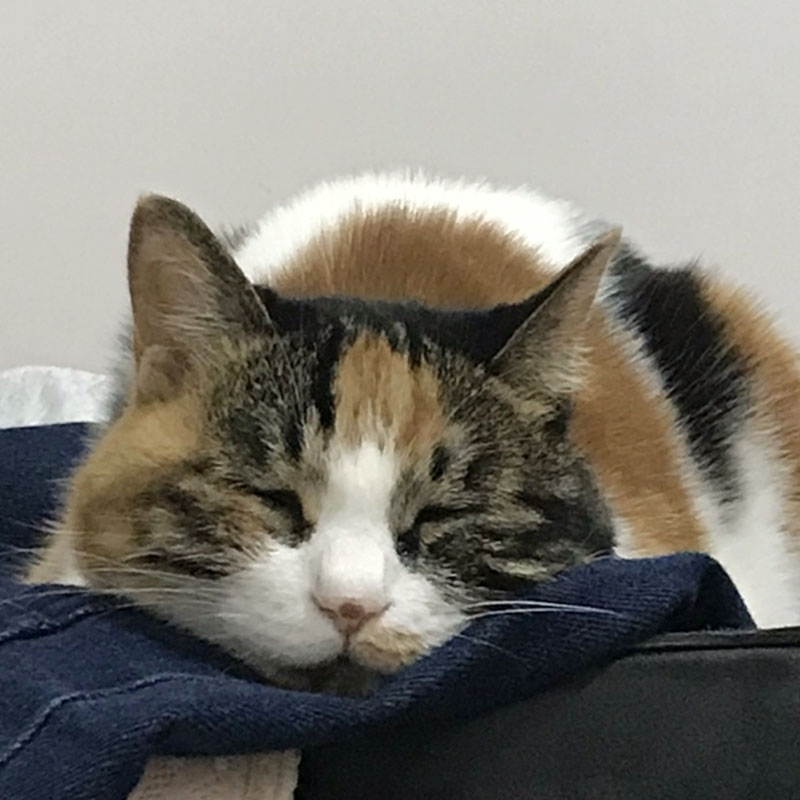 想要增进和猫的感情,不得不看看这些东西1