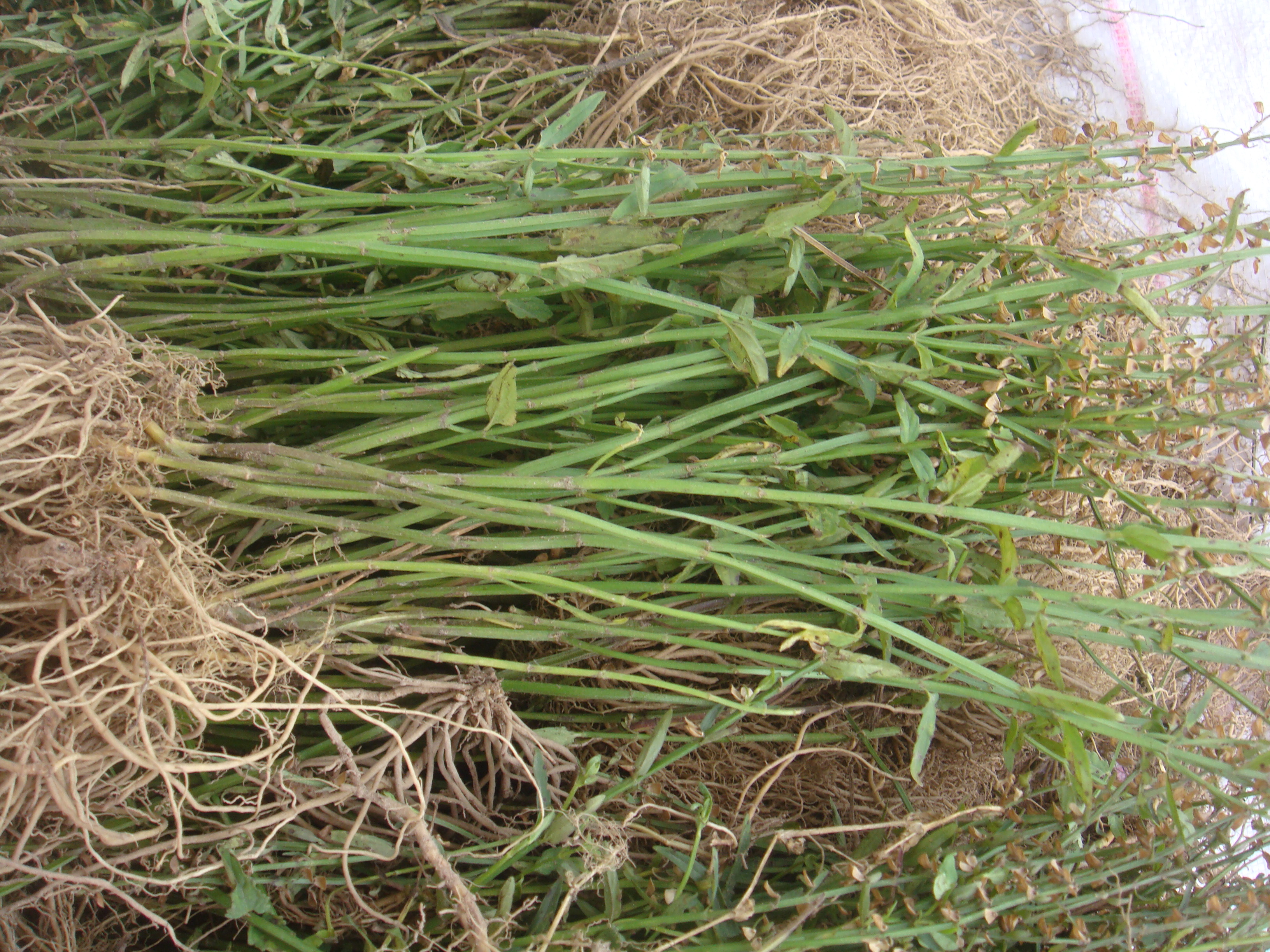 浙江野生 半枝莲 四条棱 四方草 并头草 新鲜现挖500克