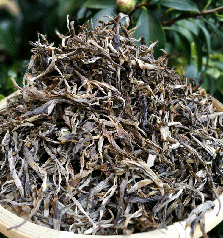 2017年早春普洱茶单颗古树茶哀牢山系散茶一斤春茶包邮