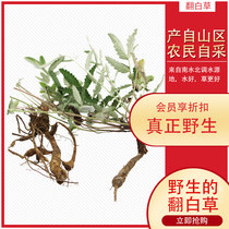 2020 new wild fresh white grass under single order now dig White grass fresh 500g