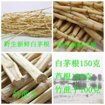 Fresh root bamboo cane sugar water fresh white grass root fresh reed root bamboo cane dry clearing heat and resolving phlegm Four Seasons herbal tea ingredients