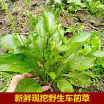 Now dig wild fresh front grass wild wheel vegetable beef tongue vegetable carrot two pieces of grass in front of the whole grass