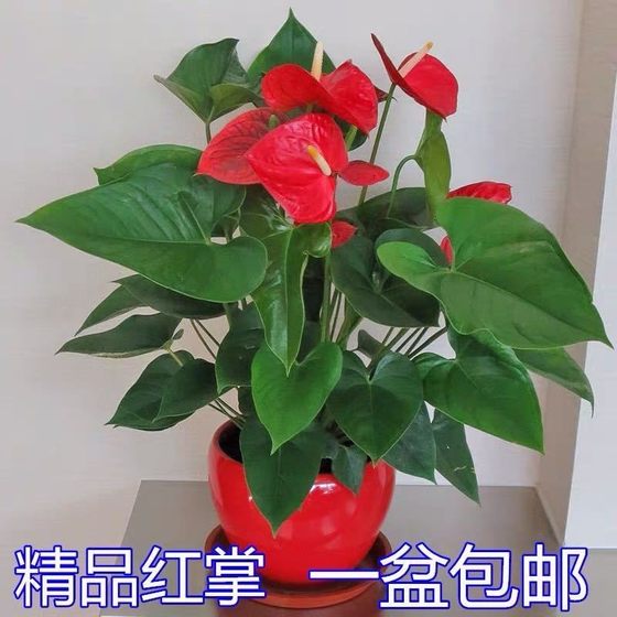 Red Palm flamingo green plants, flowers, potted plants, indoor plants, flowering, absorb formaldehyde, prevent radiation and purify the air
Red Palm flamingo green plants, flowers, potted plants, indoor plants, flowering, absorb formaldehyde, prevent radiation and purify the air