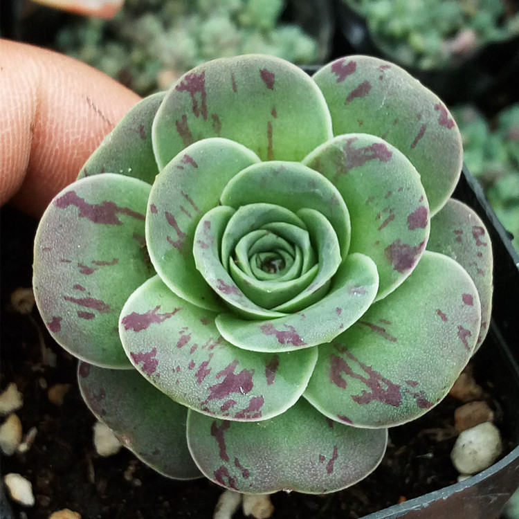 盖瑞米尔 鸡蛋玫瑰 毛山地 多肉植物山地玫瑰单头多肉盆栽_7折现价3.