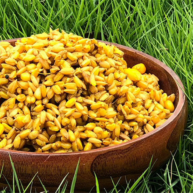 谷麦醉钓 谷子小麦玉米混合打窝钓饵鲫鱼鲤鱼草鱼 四川垂钓鱼窝料