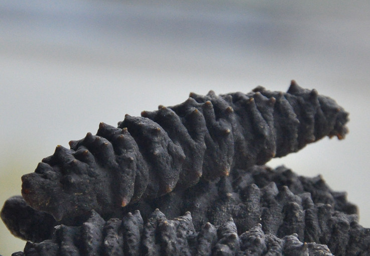 北美黑刺参加拿大进口野生海参淡干深海冷水参250克替代辽参250克