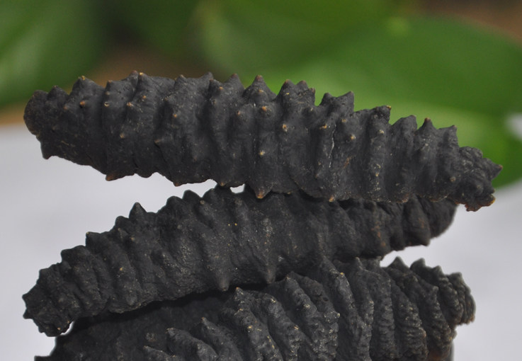 北美黑刺参加拿大进口野生海参淡干深海冷水参250克替代辽参250克