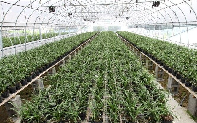 兰花苗建兰 青山玉泉花艺双全 兰花四季兰花卉盆栽【众艺兰花园】