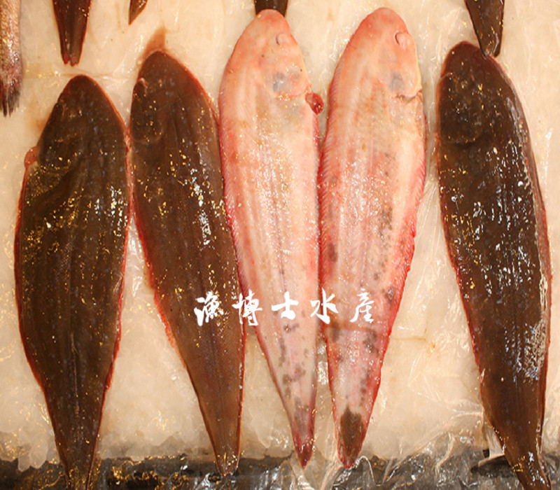 渔博士水产沙秃舟山海鲜舌鳎玉秃比目鱼海秃肉塔野生新鲜野生折扣