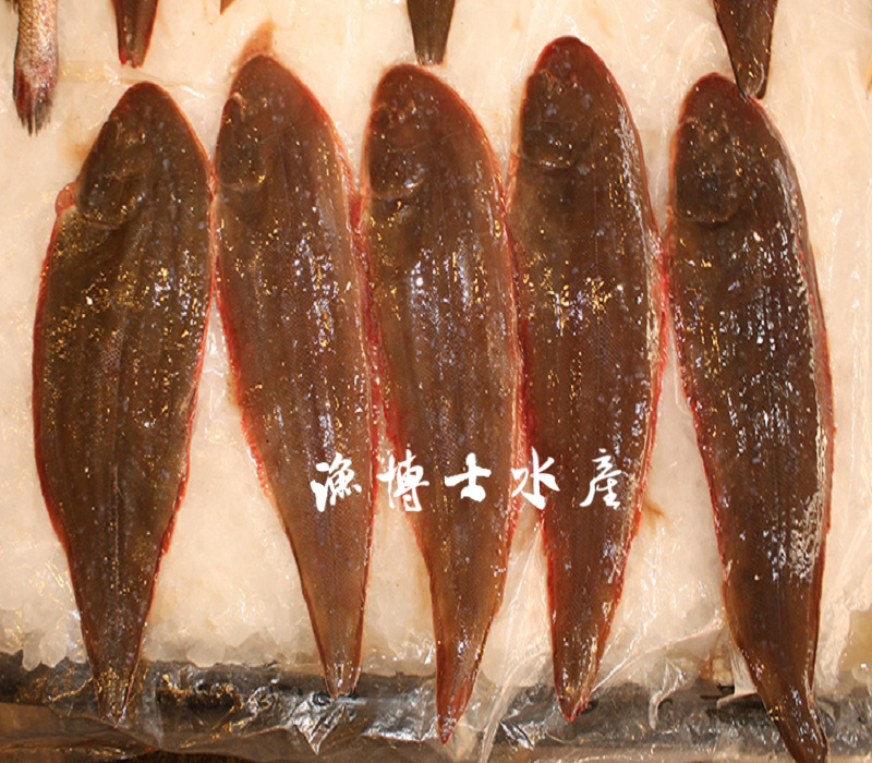 渔博士水产沙秃舟山海鲜舌鳎玉秃比目鱼海秃肉塔野生新鲜野生折扣