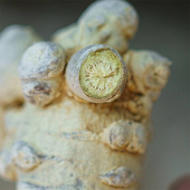 Special-level freeze-dried 37 18 18 20 20 500 gr 500 gr 19 Head Tata Grade 7 30 Head 40 Head freeze-dried 37