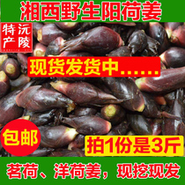 Hunan Xiangxi Wild Yanghe Ginger Yanghe Ginger Fresh 3 Jin Yang and Jiang Yang Huoyang Huo Yang Hu Ginger Vegetables