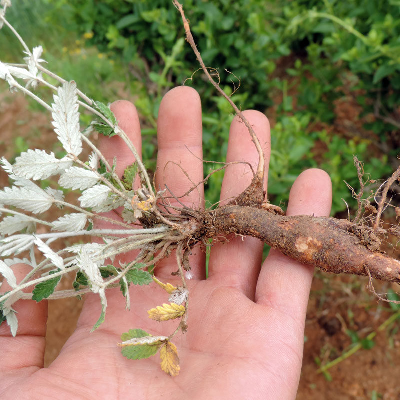 翻白草 翻白草粉 翻白草根 翻白草茶 野生正品200g免邮有地骨皮