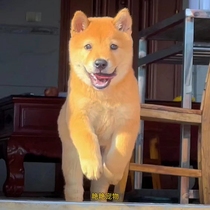 Domestic purebred yellow dog white face five black native hunting mixed blood small white tabby pet dog Chinese pastoral dog puppy live