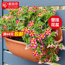 Alice hanging orchid wall hanging flower pot creative pottery flower pot wall hanging wall thick plastic flower pot Alice