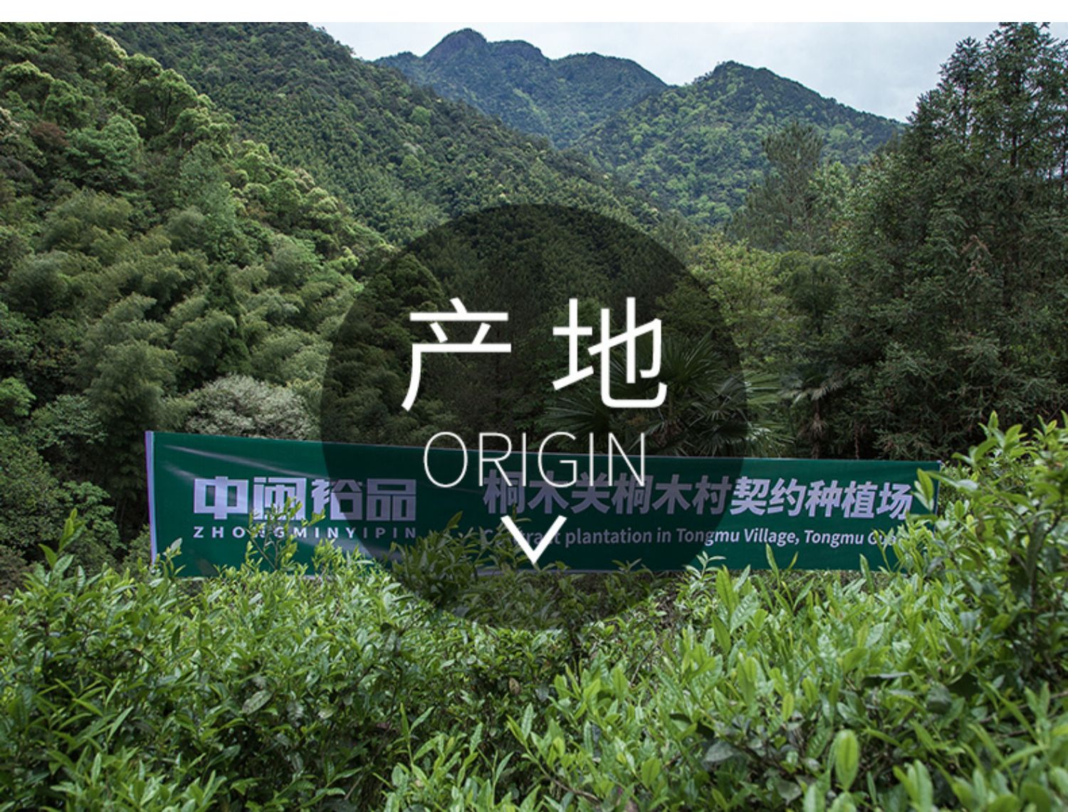 正宗武夷山浓香型特级金骏眉红茶