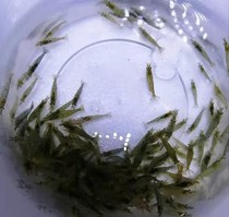 Black shell shrimp live shrimp in addition to algae shrimp River shrimp rice shrimp grass shrimp free packaging