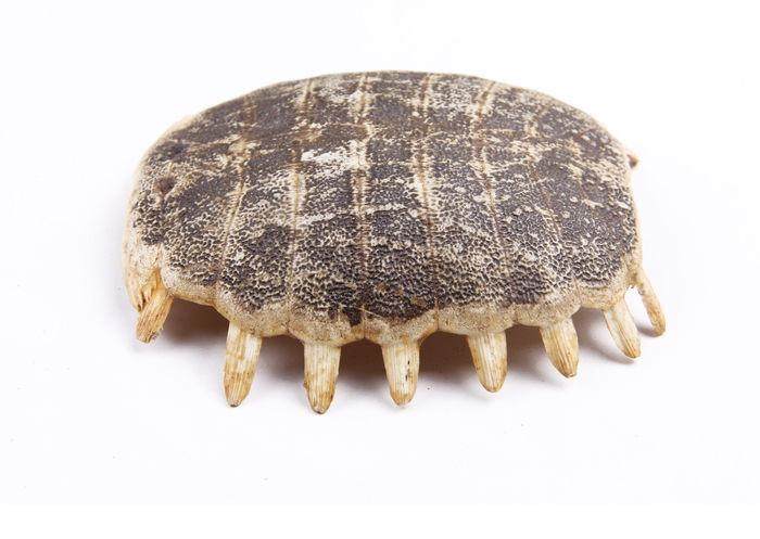 中药材生鳖甲龟壳 甲鱼壳上甲鳖壳 团鱼甲 鳖盖子 龟板 新货500g