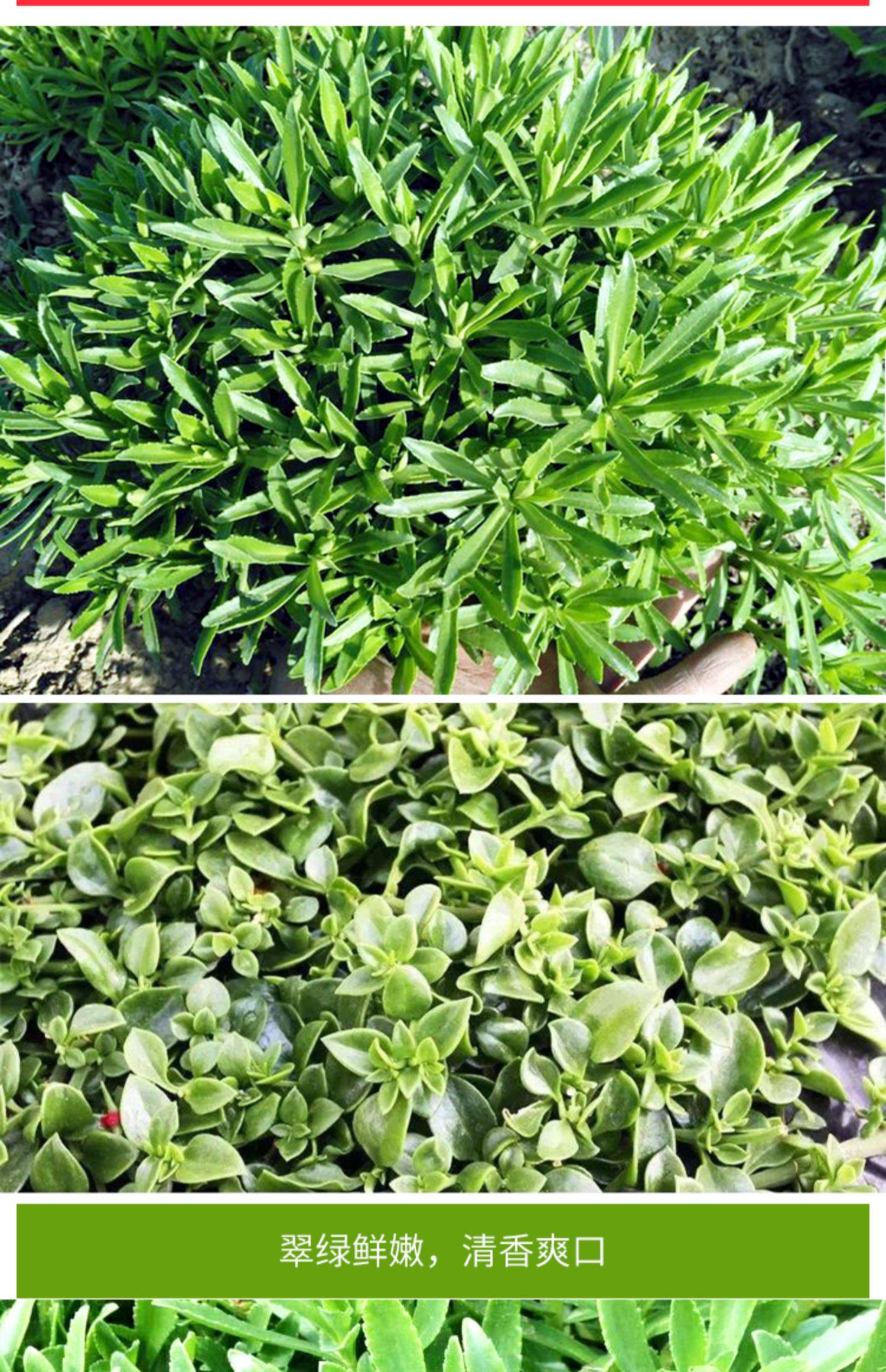 田七穿心莲籽养心菜三七救心菜抖音爆款阳台特菜春秋四季蔬菜种孑