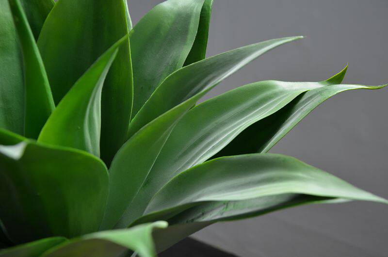 松萝铁兰 老人须 仿真空气凤梨 龙蛇兰垂吊 造景 绿植 壁挂吊兰