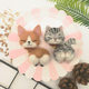 Nanjie handmade corgi butt keychain wool feel poke diy material bag beautiful short embroidered cat doll