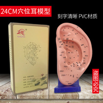 Acupuncture point ear model reflection area massage ear model with base 24cm large ear body mold diagram