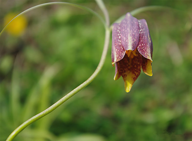 长白山贝母野生特级干贝母原生态中药材克打粉_7折现价35元