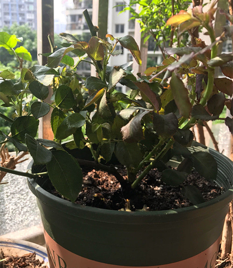 月季遭肥害,一洗一换,一浇一泡,猛长苞