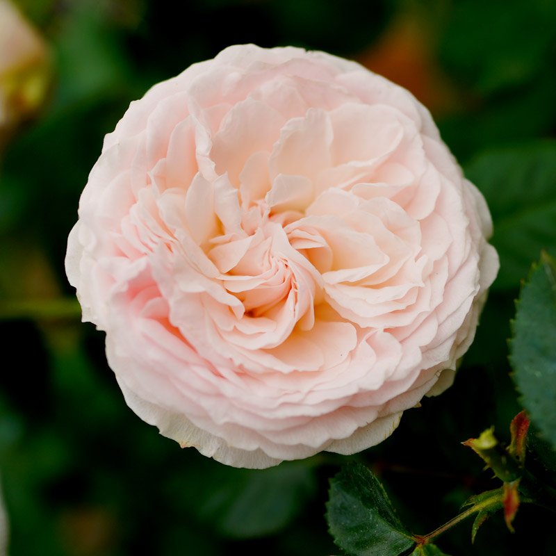 1根喝水的吸管,1把剪刀,月季开爆了盆