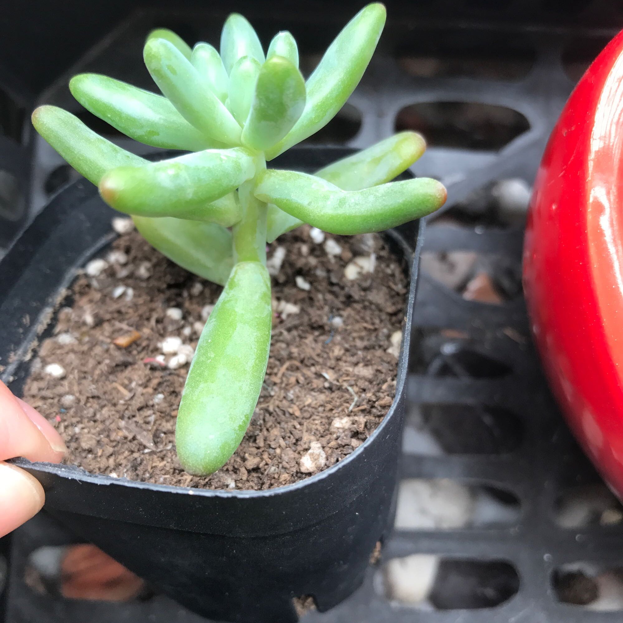 雨后多肉徒长,大多都是这3个原因