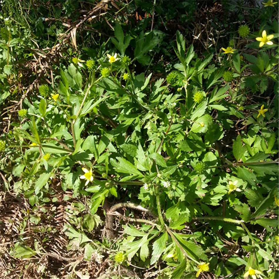 野生草药新鲜禹毛茛茴茴蒜鸭脚板外敷起泡中采药材现挖_7折现价25元