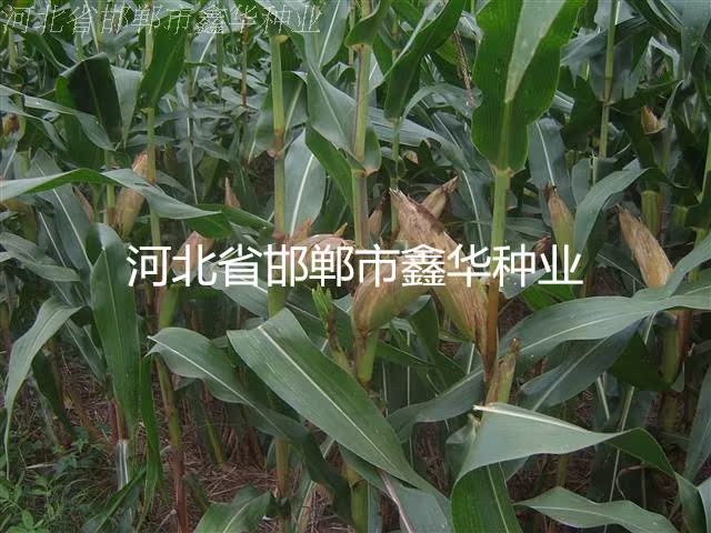 大田玉米种子高产优质玉米种子极峰35产量超过先锋先玉335
