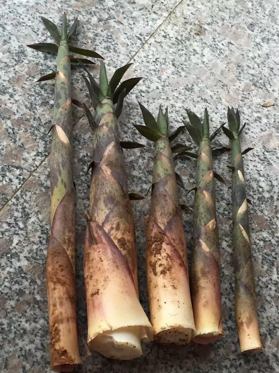 闽西天然野生现挖新鲜苦笋清水苦笋春笋 手剥笋带壳苦笋5斤装包邮