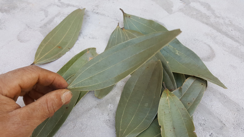 【满50元包邮】桂叶,肉桂叶,新晒优品 500g