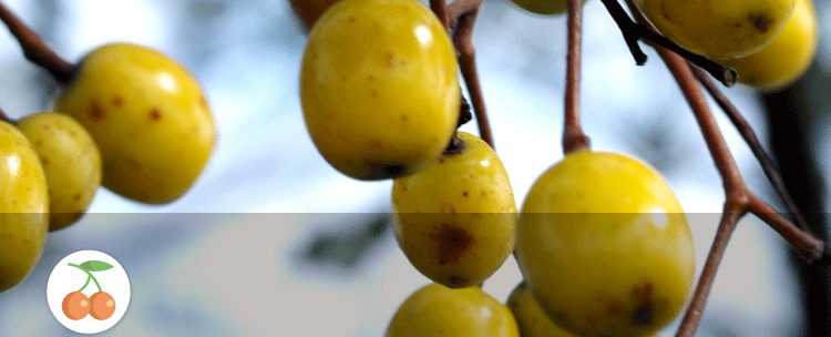 台湾进口罐头高庆泉甘树子破布子破布木蒸鱼调味料430g_不打折现价56.