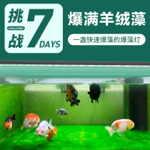 Bio Mens Aquarium Fish Tank Aquarium aquarium LED light waterproof full spectrum Algae Cylinder Poplar Special Lamp Lighting