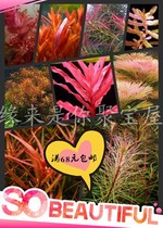 Red Grass Series stem grass grass cylinder landscaping Red Palace red chrysanthemum 1 Basin