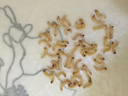 画眉鸟食柴虫老木虫地蜘蛛活食打鸟野生上性壮膘大号50只