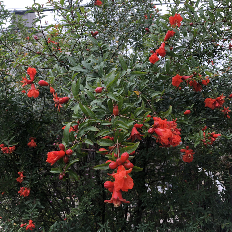 热销潮汕红花 石榴花 仙草 抹草 春草吉祥草阳台盆栽喜庆吉祥植物