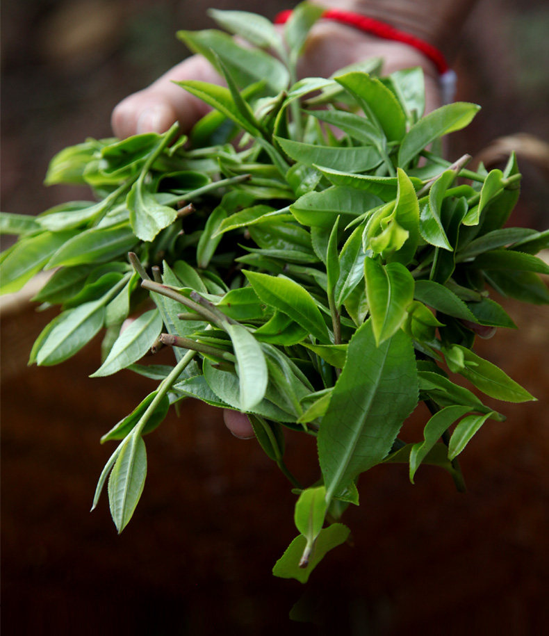 荣瑞祥南板古树生散茶 云南普洱茶叶500克装散茶2018春