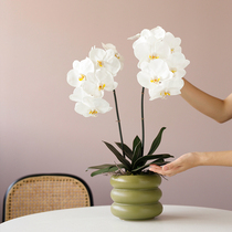 ladylike simulation flower Phalaenopsis potted fake flower orchid coffee table ornaments Clivia table flowers