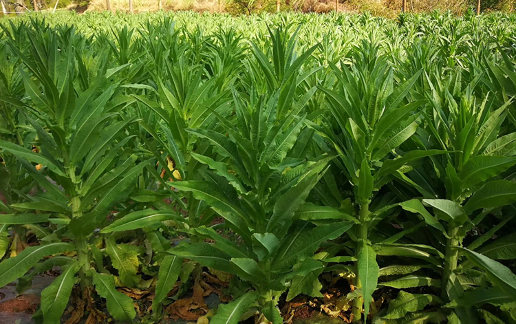 500g包邮特级无叶贡菜干新鲜苔干苔菜农家土特产干货脱水蔬菜响菜