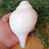 French snail Nepal natural right-handed white conch right-handed white conch good appearance can blow 18cm