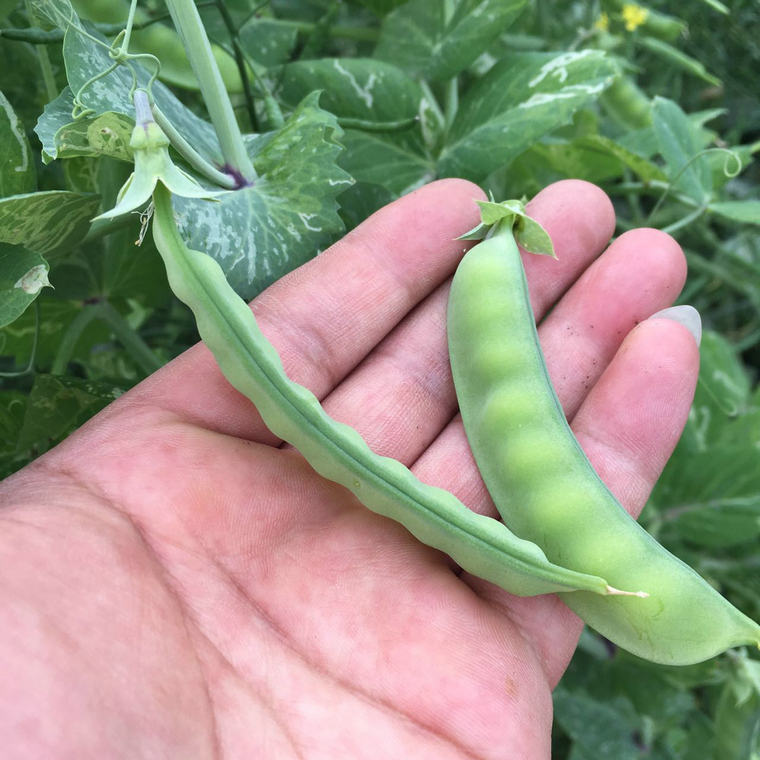 新鲜带壳豌豆荚 豌豆角 脆嫩香甜荷兰豆 现摘现发 江浙沪三斤包邮
