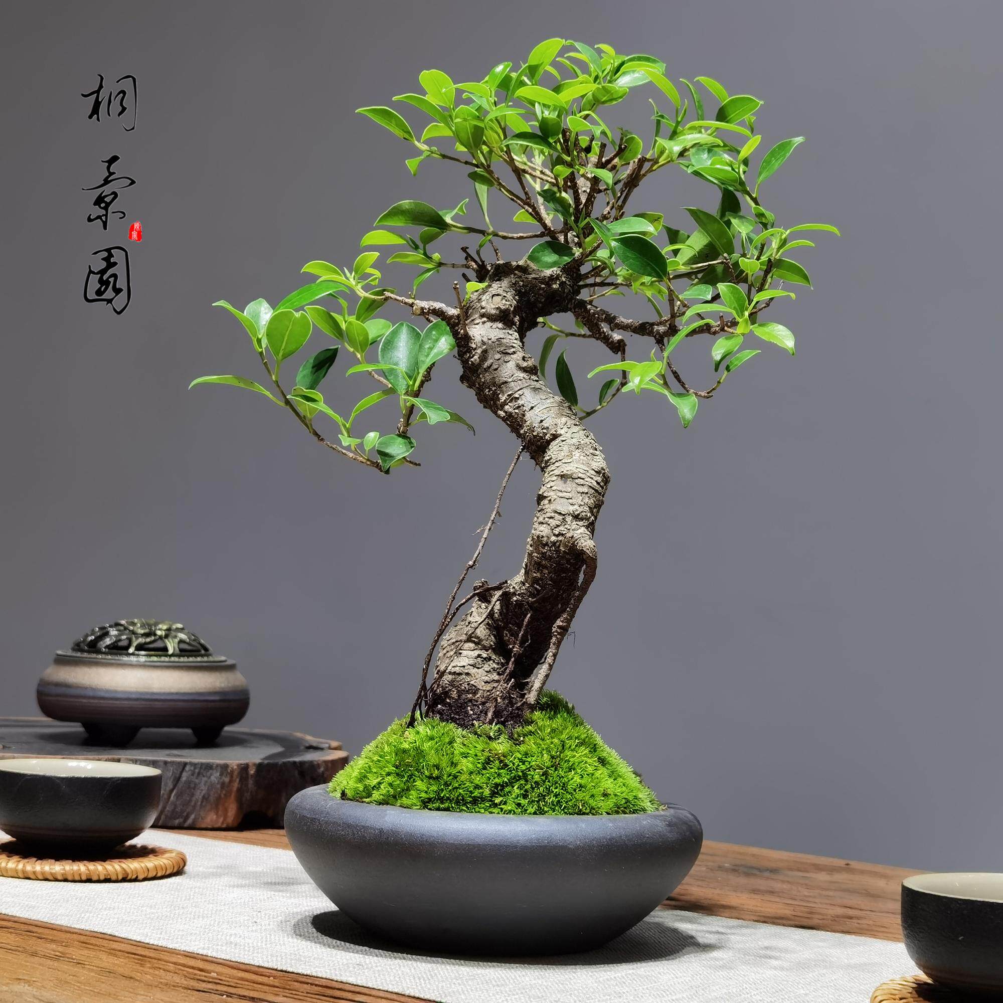 造型老桩台湾花皮榕小叶榕树盆景绿植花卉四季常青盆栽观茎植物