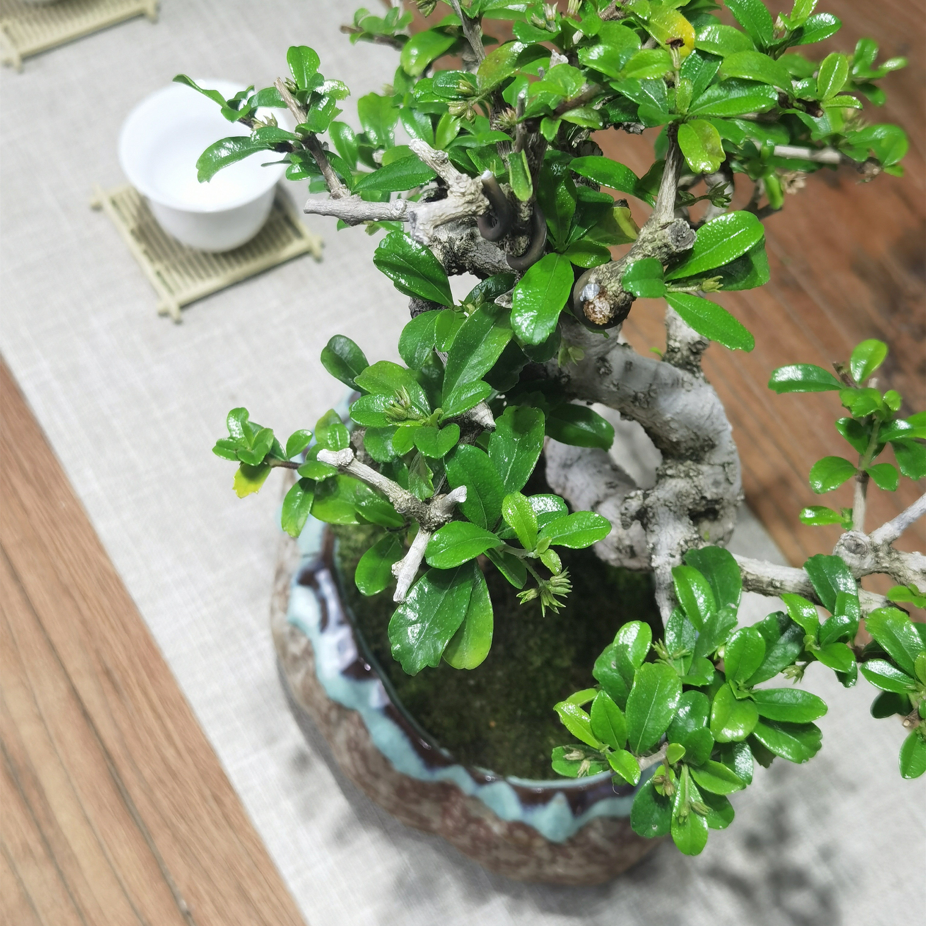 艺术造型新中式禅意福建茶六月雪盆栽盆景室内绿植花卉好养老桩