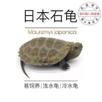 Eight Ring Sisters No. 2 Shop Japanese Stone Turtle Turtle Fry Living Day Stone Fry Turtle Pet Watch Turtle Outpond